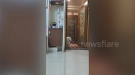 Bichon Frise dog refuses to enter house until owner wipes feet clean