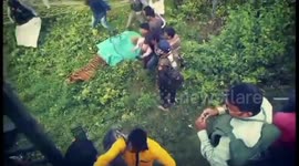 Young tiger captured after terrorising locals in northern India