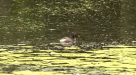 Tiny hard-working male Grebe swims to build its floating nest where his mate waits with three eggs.