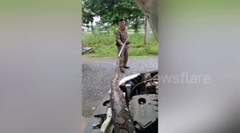 Huge 13ft-long python caught inside car engine after eating owner's pet cat