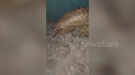 Forest officials rescue pangolin that strays inside house in northern India