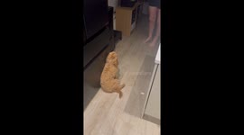 Cute dog only responds to the voice of its mum *Hilariously Wholesome Video*