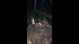 Hedgehog joins five stray cats eating food given by caring local