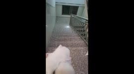 Devoted mother cat rushes back to her crying kittens