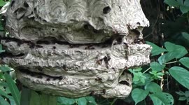 Thai villagers make a living selling wasp larvae to local restaurants