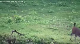 Mother deer leads her son cross canal in Thailand