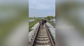 Patient train driver removes buffalo blocking railway tracks in Thailand