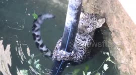Officials rescue leopard from 30-feet-deep well in western India