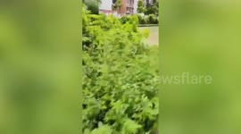 Chinese veteran saves drowning grandmother from canal
