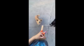 Impressive Understanding: Talented Dogs Follow Commands for Treats in China