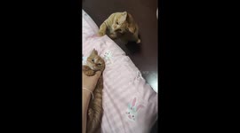 Mother cat intervenes with tap as kitten boldly meows back at owner's reprimand