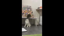 Kitten falls off table when playfighting friend hits him