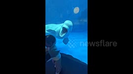 Girl runs away in tears as beluga whale playfully 'pulls a face' to her