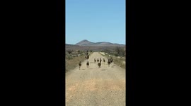 An Emu Family Goes For A Run
