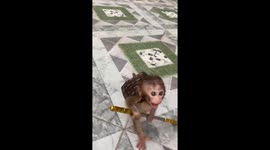 8-month-old monkey named Pika walking with a bag in Vietnam