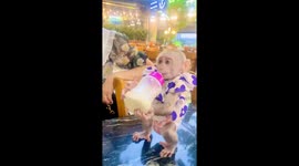 8-month-old baby monkey Pika enjoying bottle milk in Hai Phong, Vietnam