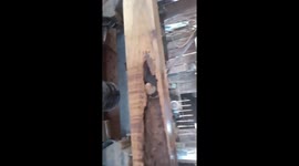 Anteater Found In Lumber