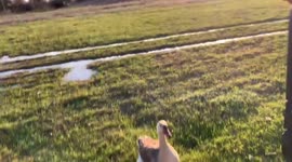Goose Gets Excited to See Her Human