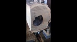 Anteater Lodged In Log