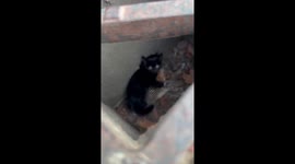 Smart and sweet husky finds stray kitten in DRAIN