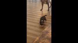 Confident Puppy Plays With Bigger Dog