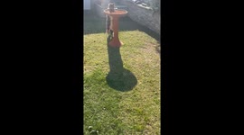 Cat Drinks From Bird Bath