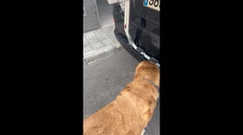 Dog Just Wants the Ball