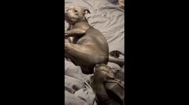 Stinky Snores For Sleeping Dog