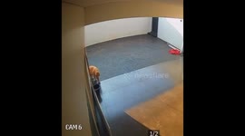 Golden Retriever Dumps Water Bucket