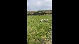 Lambs Frolic on the Farm