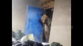 Staff members terrified as massive brown bear invades their dorm in China