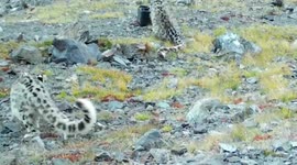 Snow Leopard Cub Filmed Mauling Camera Trap in the Saylyugemsky National Park in Russia