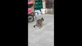Cat and kitten play at owner's command in China