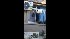 Cat clambers across washing line to try and get fish treats