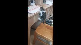 Determined kitten does pull-ups while clinging to table