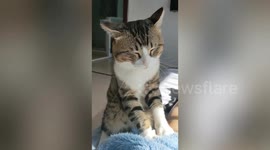 Cat and two children massage tired mother's leg