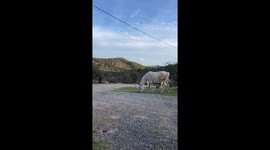 Super cute horses relaxing at home!