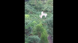 Pet dogs playfight in grass in neighbourhood garden
