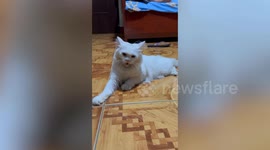 Hangry cat cries while waiting for his food