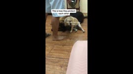Aspin pooch guards German Shepherd friend being scolded by owner