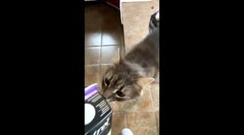 Lactose Intolerant cat starts sneezing after smelling milk *Hilarious*