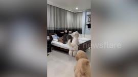Dogs pile into owner after not seeing him for 10 days