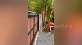 Huge king cobra caught slithering through family's garden gate