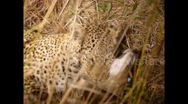 Leopard kill; Life's seasons, there is a time to live and a time to die. A bush bucks final breaths.