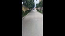 Unexpected Encounter: Dog Running from Afar Knocked Over by Companion in China