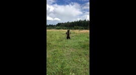 Oso Pardo 'TOM