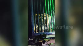 Tigress terrorises locals in northern India, captured