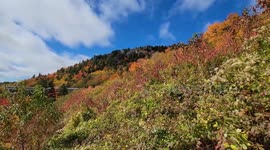 US: Vibrant Autumn Foliage Along Blue Ridge Parkway In North Carolina