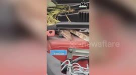 Massive python sneaks into car engine in northern India, rescued