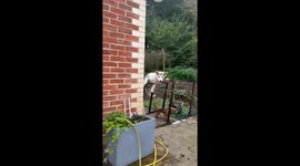 Malamute Puppy Climbs Gate